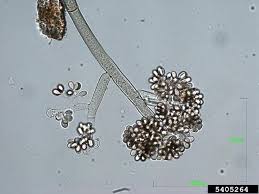 Image result for Botrytis cinerea