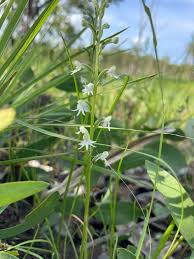 Image result for Habenaria attenuata