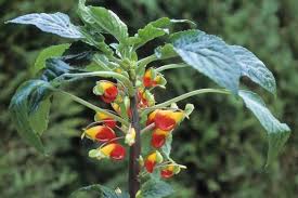 Image result for Impatiens stuhlmannii