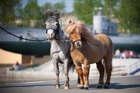 They are much known for their short stature, cute looks, and are kept both as ornamental pets as well as for horse shows. Cute Miniature Horses Equine Online Flickr