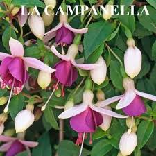 Food), personal items sold with a hygiene seal (cosmetics, underwear) in. Hanging Basket Fuchsia La Campanella White House Nursery