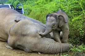 We did not find results for: Elephant Death Toll Hits 14 In Malaysia Wsj