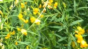Image result for Crotalaria comosa