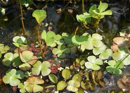 Image result for Marsilea apposita