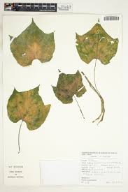 Image result for Ampelocissus multistriata