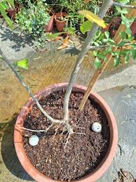 Image result for Commiphora pteleifolia