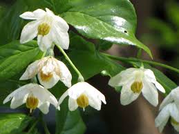 Image result for Bussea xylocarpa