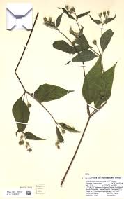 Image result for Blainvillea gayana