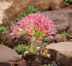 Image result for Boophone disticha