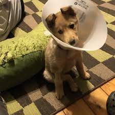 2201 bellefonte rd, flatwoods, ky 41139. Pawsitive Pet Care Clinic Veterinarians 2201 Bellefonte Rd Flatwoods Ky Phone Number Yelp