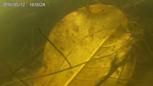 Caught The Wild Betta In Their Nature Habitat In Underwater Camera View Of The Fish A Pair Swim By Youtube