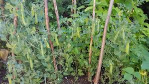 Erbsen Schalerbse Zuckererbse Pisum Sativum Erbsen Anbauen Zuckererbsen Erbsen