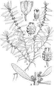 Image result for Laurembergia tetrandra