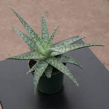 Image result for Aloe wildii