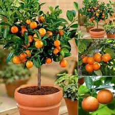 Indoor bonsai are bonsai cultivated for the indoor environment. Xianjia Orange Tree Seeds Madarin Tangerine Tree Kumquats Seeds Fruit Seeds Bonsai Fruit Plants Seeds Perennial Hardy Buy Online In Aruba At Aruba Desertcart Com Productid 145849571
