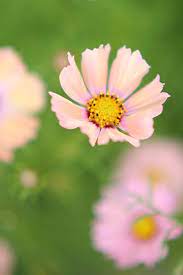 Strawberry Milk Tea Cosmos Flowers Pretty Flowers Cosmos