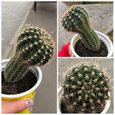 How to fix etiolated bunny ears cactus and grow thick pads? Find This Cactus On Garage Sale Help Please To Id It It Seems It S Etiolated How To Fix It Cactus