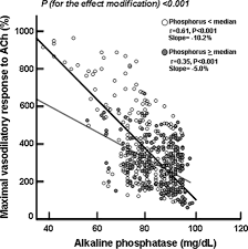 serum alkaline phosphatase negatively affects endothelium