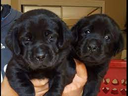 Get a boxer, husky, german shepherd, pug, and more on kijiji, canada's #1 local classifieds. Bel Amour Has High Quality Yellow And Black Labrador Puppies Available Puppies Will Be Ready To Go Home Oct Black Labrador Puppy Labrador Puppy Black Labrador