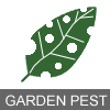 There is no easy solution to this problem other than either calling local arborist who can properly identify the weevil and then apply a. Little Leaf Notcher Artipus Floridanus