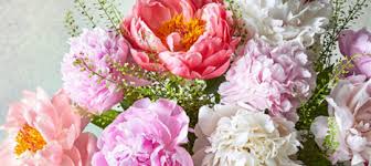 Florist by waitrose promo codes in may. Waitrose Flowers Discount Codes Promo Codes June Groupon