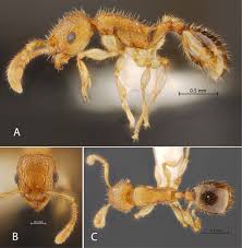 Image result for Oryzidium barnardii