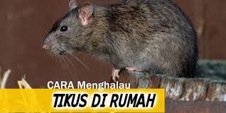 Bagaimanakah cara halau tikus mengikut islam? Hari Ini Saya Nak Share Tips Racun Tikus Victory Rtv Facebook