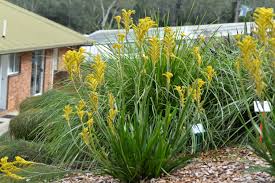 Image result for Anigozanthos