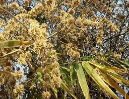 Check spelling or type a new query. Bamboo Flowering A Botanical Phenomenon Bambu Batu