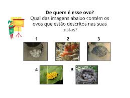 Os tipos de ovos dos animais - Planos de aula - 3º ano - Ciências