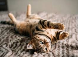 Kedicci Kedim Oksuruyor Kedi Veterinerler Kedi Evi