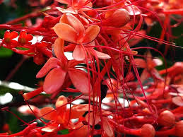 Image result for Panicum adenophorum