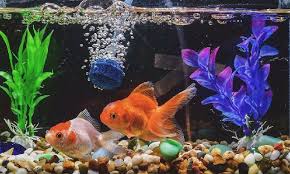Ikan hias ini banyak dipilih karena sangat mudah di pelihara dan membutuhkan biaya perawatan yang tidak terlalu mahal. Gambar Ikan Dalam Aquarium Yang Cantik Dan Terindah