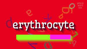 It also resulted in morphological changes in erythrocytes and significant decreases in haemoglobin concentrations. How To Say Erythrocyte High Quality Voices Youtube