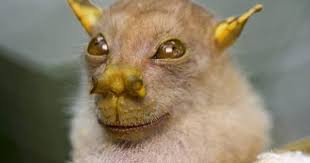 In 2010 A Tube Nosed Fruit Bat With An Appearance Reminiscent Of The Star Wars Jedi Master Yoda Was Discovered In A Re Weird Animals Unusual Animals Fruit Bat