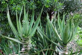 Image result for Aloe arborescens