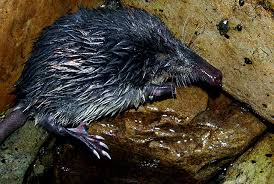 Resultado de imagen de fotos de animales en peligro de extinción