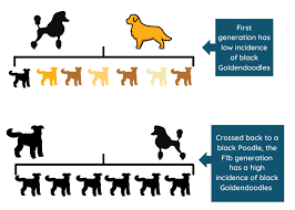 What is a f1b mini goldendoodle? Black Goldendoodle Breed Profile Information Spiritdog Training