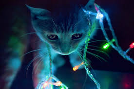 Descargar Fondos De Pantalla Gratis Para Tablet Android Empapelado De Gato Fondos De Gato Gatos Wallpapers