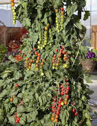Green fruits may be pickled, while ripe ones are used for fresh or preserves. Sugar Gloss Cherry Tomato Seeds Vegetable Garden Seeds