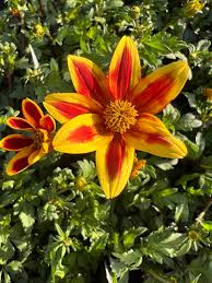 Image result for Bidens urceolata