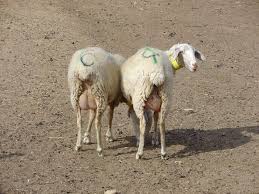 Imagini pentru poze cu două oi