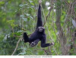 Image result for Hylebates cordatus