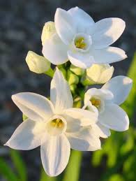Paper Whites Paperwhite Flowers Winter Flowers Narcissus Flower