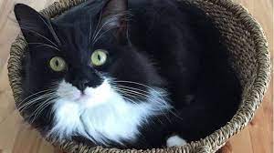 Black And White Cat Breeds White Cat Breeds Angora Cats American Bobtail Cat