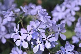 Check out our woodland phlox seed selection for the very best in unique or custom, handmade pieces from our shops. Phlox Divaricata Woodland Phlox