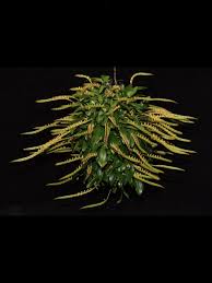 Image result for Bulbophyllum falcatum