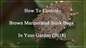 Check leafy garden plants for stink bugs, handpick any you find and drop them into a bucket. How To Control Brown Marmorated Stink Bugs In Your Garden 2018 Pest Wiki