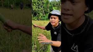 Pikat emprit sawah Lagu MP3 dan Video MP4 Download (6.79 MB)