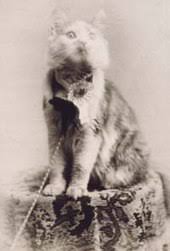 Maine Coon Wikipedia